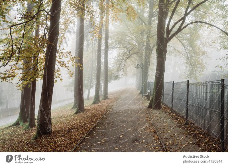 Neblige Straße entlang des dunklen Herbstparks bei bedecktem Wetter Gasse Park Nebel Straßenlaterne trist Baum Einsamkeit Dunst Laufsteg Wälder Licht neblig