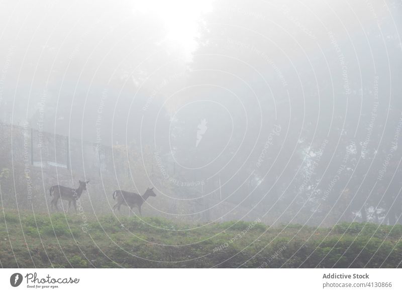 Hirsch auf hügeliger Lichtung in grüner, nebliger Landschaft bei Tag Hirsche Hügel Park Natur ruhig Nebel Tier wild Säugetier Windstille wach friedlich