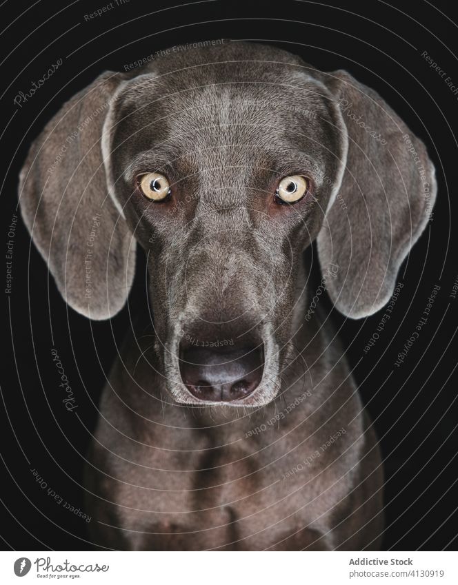 Lustiger Weimaraner-Hund auf schwarzem Hintergrund züchten Reinrassig Haustier Tier Maul lustig Stammbaum gundog starren Eckzahn heimisch bezaubernd loyal