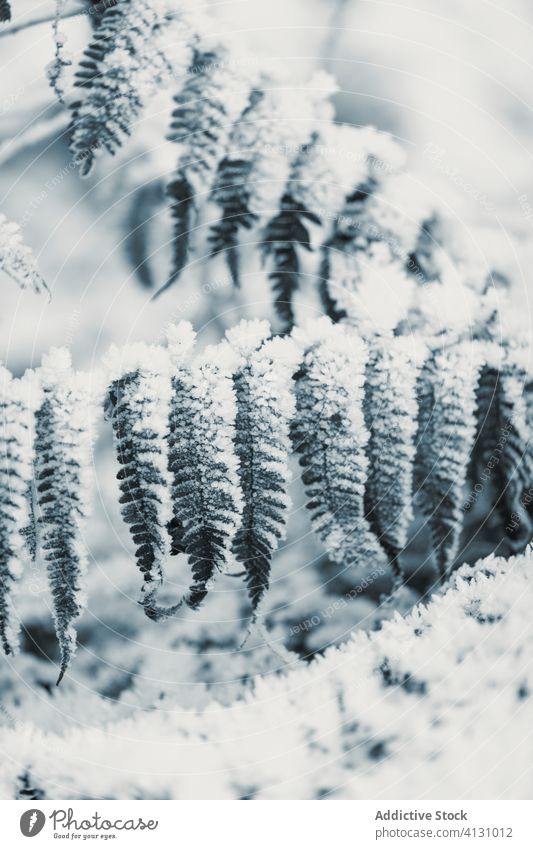 Gefrorenes Gras und Büsche am Wintertag Blatt Frost Buchse Schnee Raureif Waldwiese Reim Pflanze Stengel gefroren verschneite Feld geblümt winterlich Laubwerk
