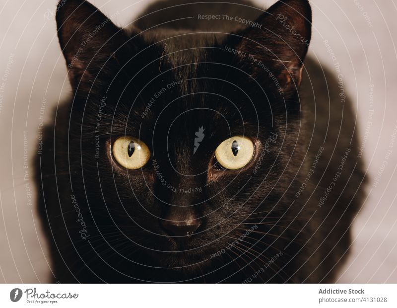 Schwarze Katze schaut in die Kamera schwarz Maul starren Auge Starrer Blick Haustier achtsam neugierig Bombay Tier grüne Augen heimisch katzenhaft Säugetier