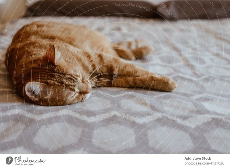 Ingwer-Katze schläft auf dem Bett schlafen ruhen Tabby rot Windstille ruhig Haustier sich[Akk] entspannen gemütlich Komfort Schlafzimmer friedlich heimisch Tier