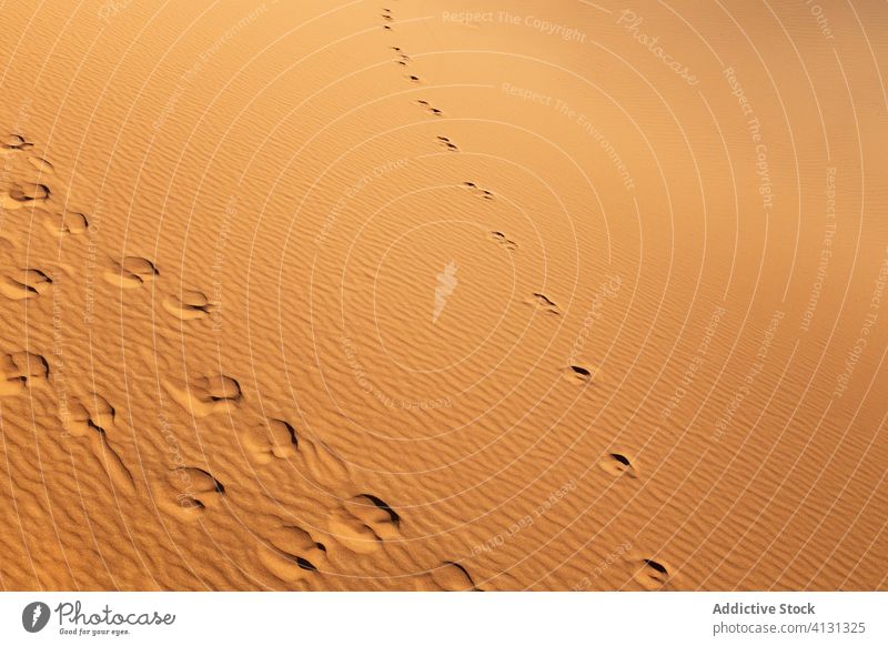 Kamel-Fußabdrücke auf Sanddünen in der Wüste wüst Düne Fußspur Camel Landschaft Hintergrund malerisch Spur Route Wohnwagen Marokko Afrika Natur trocknen Boden