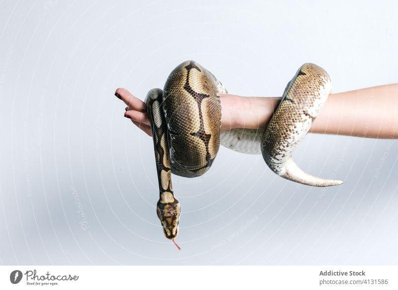 Schlange um weiblichen Arm gewickelt Python Tier Hand Frau umhüllen exotisch Reptil Natur Gefahr Kreatur Haustier Windstille wild ruhig groß braun Umwelt