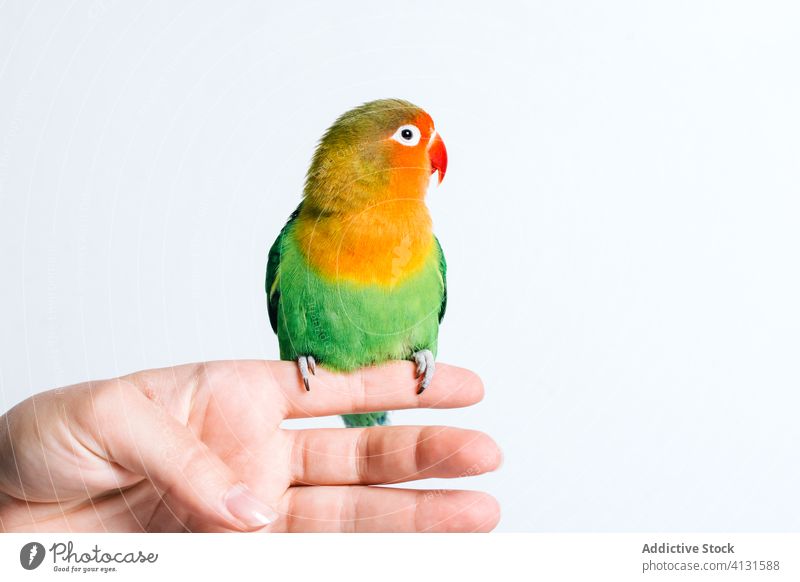 Kleiner bunter Papagei auf weiblicher Hand Vogel Liebesvogel farbenfroh wenig niedlich exotisch tropisch Fauna Schnabel wild hell lebhaft Tier pulsierend