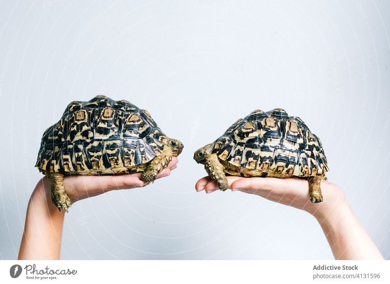 Niedliche Schildkröten auf menschlichen Palmen Tier Hand Paar wenig Natur Fauna Panzer Haustier niedlich Pflege wild Tierwelt behüten farbenfroh Umwelt Leben