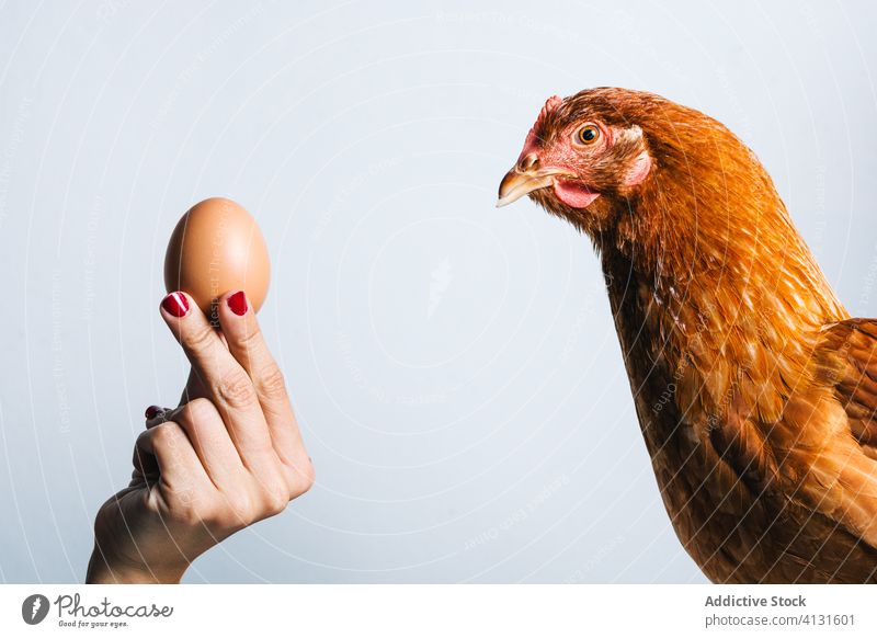 Rotes Huhn und Ei auf weißem Hintergrund Hähnchen Hand Vogel braun Küken Natur Pute Tier Geflügel Feder Panzer Bauernhof Schnabel Produkt Farbe farbenfroh Fauna