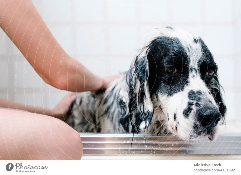 Frau badet gehorsamen Hund nach Spaziergang zu Hause in Badewanne Besitzer Waschen Dusche Komfort Haustier englischer Setter Leckerbissen Baden Futter heimwärts