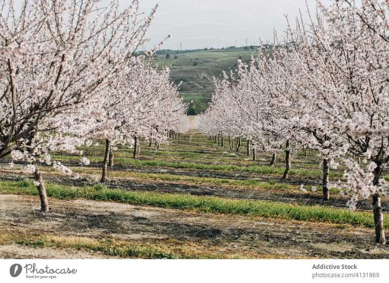 Blühende Kirschbäume auf dem Lande Baum Kirsche Blütezeit Frühling Landschaft Natur Ackerbau Flora Saison Spanien montsec Wachstum Pflanze Umwelt Feld ländlich