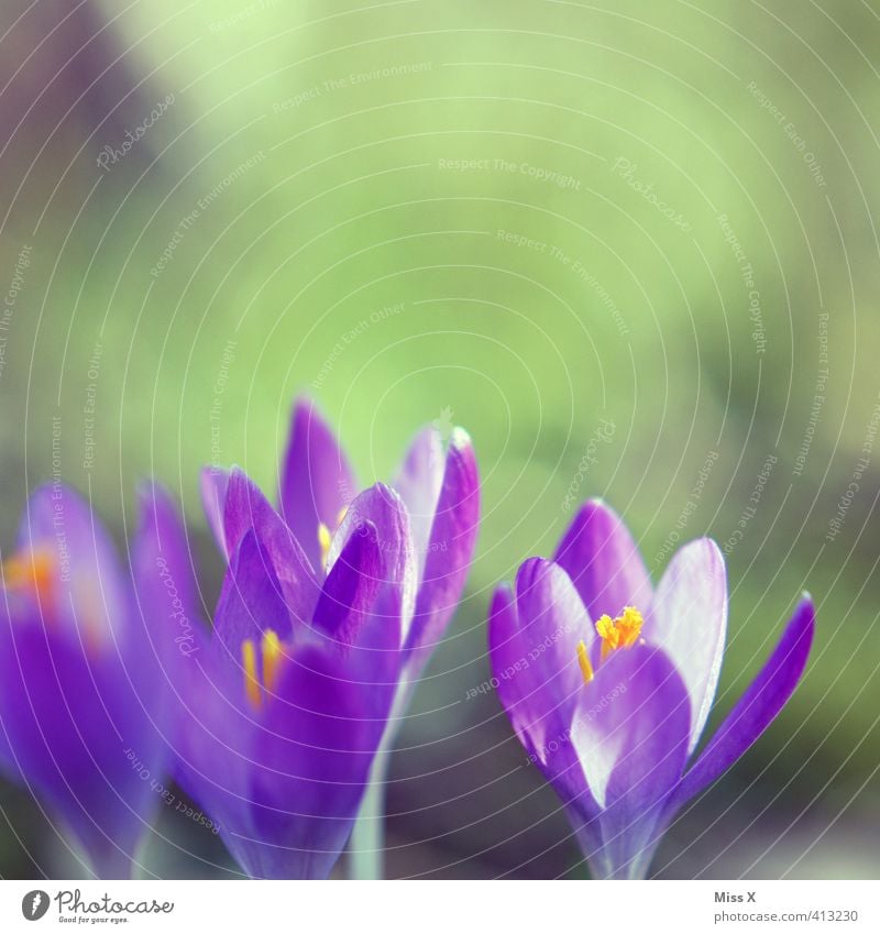 Krokus Pflanze Frühling Blume Blüte Blühend violett Farbe Hoffnung Natur Frühlingsblume Frühlingsfarbe Frühlingskrokus Krokusse Farbfoto mehrfarbig Nahaufnahme