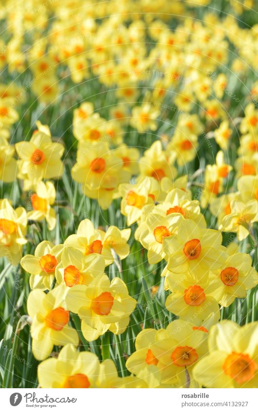 Narzissenfeld | grün, gelb, rot Osterglocken Ostern Frühling Osterbote Blume blühen prächtig Pracht volle Pracht orange leuchtend Sonnenlicht Sonnenschein