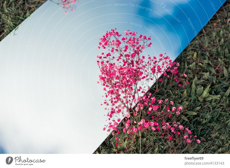 Erstaunlich flach legen mit dem Himmel auf einem Spiegel, rosa Blumen und Gras Szene Hintergrund abstrakt Attrappe Textfreiraum Rechteck Wolken Natur Licht
