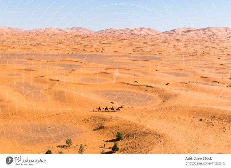 Erstaunliche Landschaft mit Wüste und Kamelkarawane wüst Düne Sand Wohnwagen Camel spektakulär sonnig erstaunlich Marokko Afrika Reise Natur Gelände trocknen