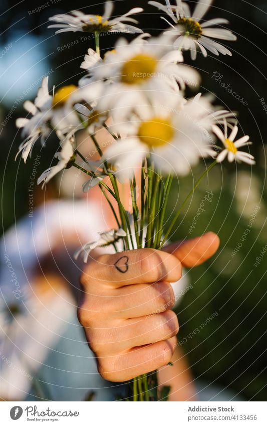 Unbekannte Person hält einen Blumenstrauß aus blühender Kamille Liebe Feld zeigen geben präsentieren Pflege manifestieren Blütezeit Sonnenuntergang Sommer Hand