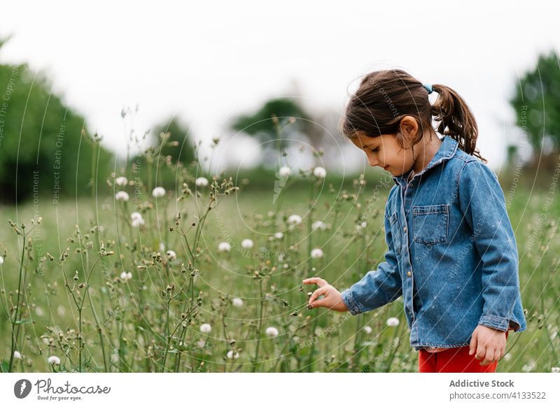 Bezauberndes Mädchen pflückt Blumen auf einer Wiese pflücken Feld Kind Wochenende genießen neugierig Natur bezaubernd erkunden ruhig Freiheit ruhen Landschaft