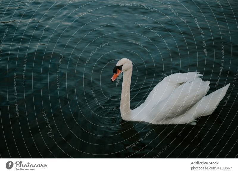 Anmutiger Schwan schwimmt auf einem See schwimmen Vogel Schwimmer Oberfläche Windstille Teich Wasser Wasservögel Gefieder ruhig Tierwelt friedlich Rippeln Natur