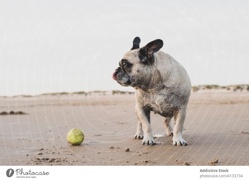 Französische Bulldogge am Sandstrand französische Bulldogge Hund Strand Tennis Ball Meeresufer Tier heimisch niedlich nass Haustier spielerisch Ufer Küste Natur