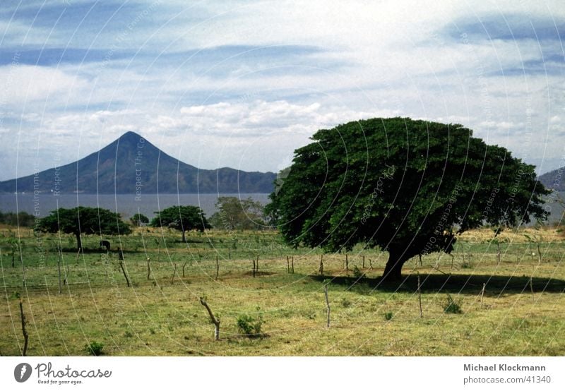 Momotombo Mittelamerika Baum Vulkan Nicaragua Weide Managua-See