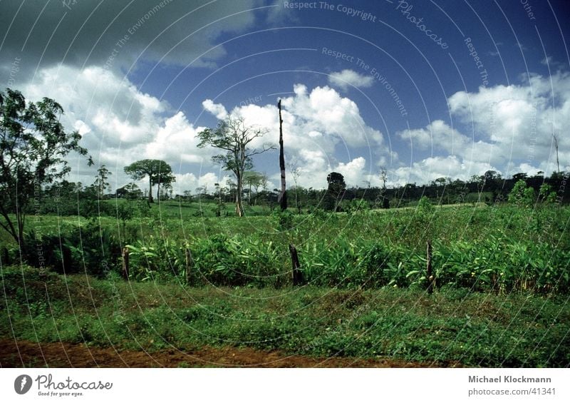 Zelaya Sur Urwald Abholzung Amerika Landwirtschaft Nicaragua Kolonisierung