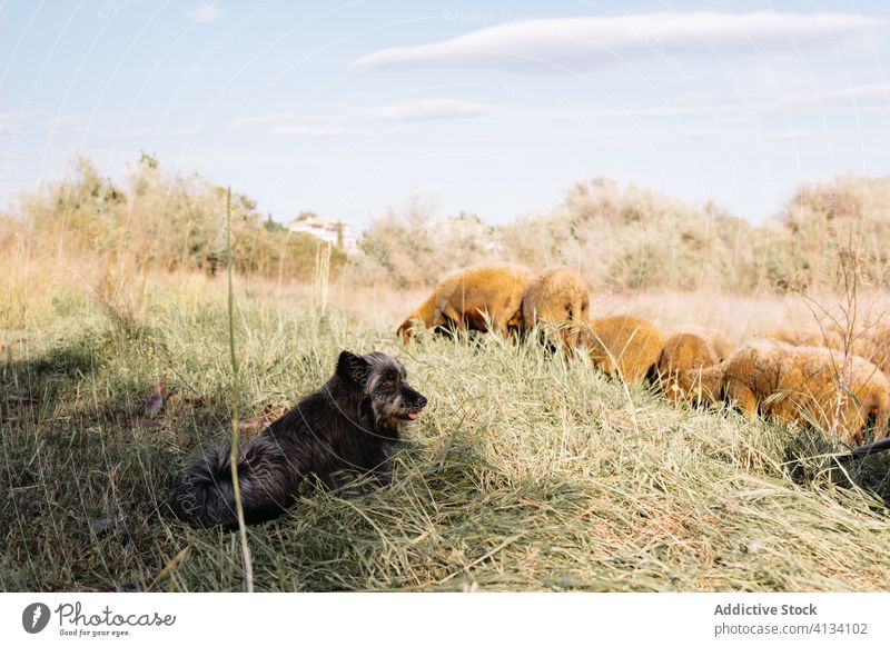 Hund liegt in der Nähe eines Sickerbeckens und weidet auf der grünen Wiese Schaf weiden Feld Weide Herde Schwarm heimisch Landschaft Tier Natur ländlich
