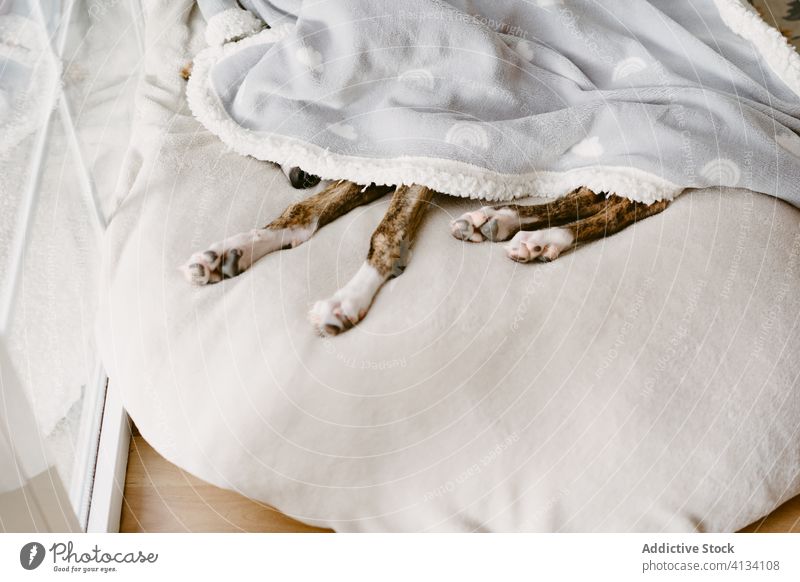 Müder Hund schläft auf dem Bett unter einer Decke schlafen müde Lügen bezaubernd Komfort weich heimisch heimwärts niedlich gemütlich Haustier Eckzahn Tier