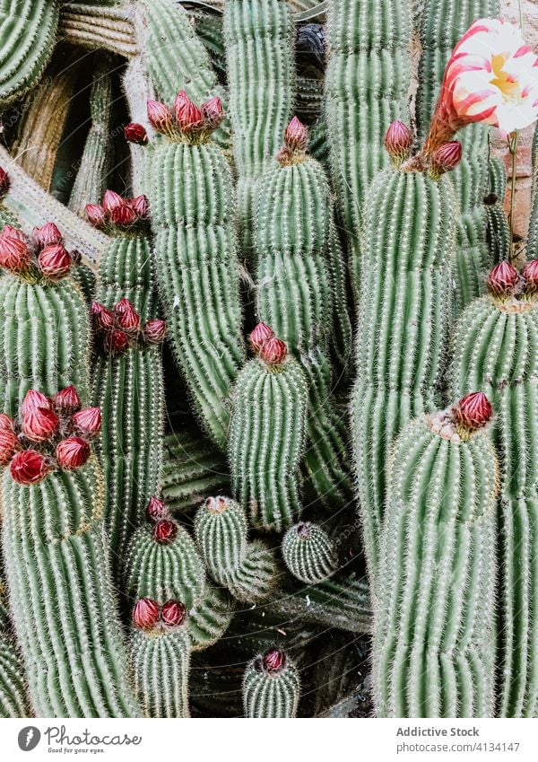Stachelige blühende Kakteen, die auf dem Boden zusammenwachsen Kaktus Blütezeit Blume Wachstum grün Spitze piecken stechend Hintergrund Sukkulente Flora Botanik