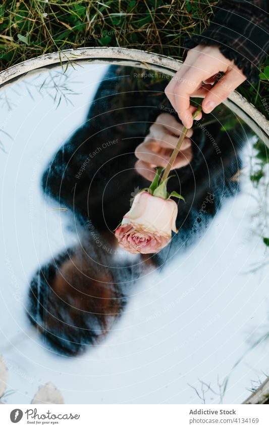 Unbekannte Frau mit Rose und Spiegel Kunst Blume kreativ Angebot Nebel Roséwein frisch Schönheit Gras grün sanft natürlich Pflanze filigran Blüte Sommer geblümt