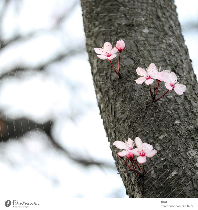 Pflanze | Wo ein Wille ist ... Umwelt Natur Frühling Baum Blüte Ast grün rosa Gefühle Lebensfreude Frühlingsgefühle Willensstärke Tatkraft schön einzigartig