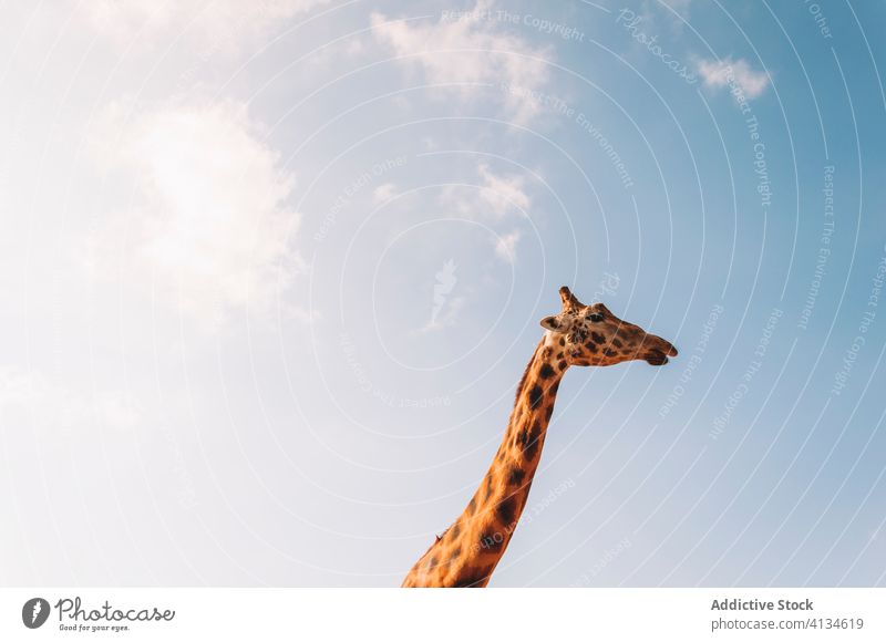 Giraffe grasend unter blauem Himmel essen Gras Tier niedlich wild Skyline Natur Kauen Kopf Hals Blauer Himmel Umwelt Fauna Kreatur Säugetier Tierwelt Futter