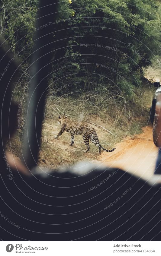 Gepard zu Fuß im Safaripark Park Natur wild reisen Tierwelt Tour PKW Verkehr Raubtier Tourismus Reise Landschaft grün Baum natürlich Umwelt Lebensraum Kreatur