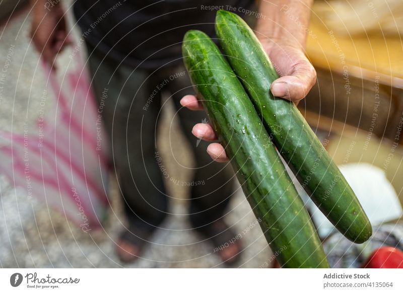 Landwirt zeigt grüne Gurken in die Kamera Salatgurke Garten Bauernhof Ernte Gemüse Schonung Lebensmittel Ackerbau kultivieren Hand Mann reif Agronomie Pflanze