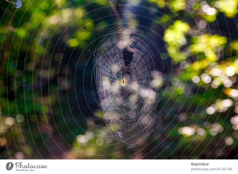 Die Kreuzspinne im Spinnennetz Insekt beängstigend Tier Netz ängstlich errichten Angst vier horizontal Raubtier Fleck Torso bauen Bauherr Umständlichkeit orb