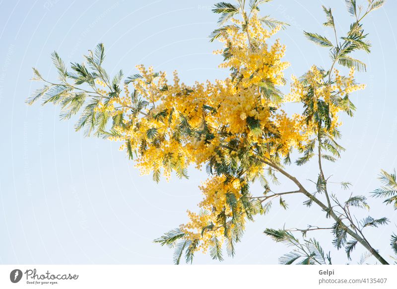 Mimosazweig mit gelben Blüten Mimose Pflanze Natur Frühling Blume Akazie März Hintergrund Baum hell Saison Ast Farbe Blumenstrauß fluffig Tag grün Zweig