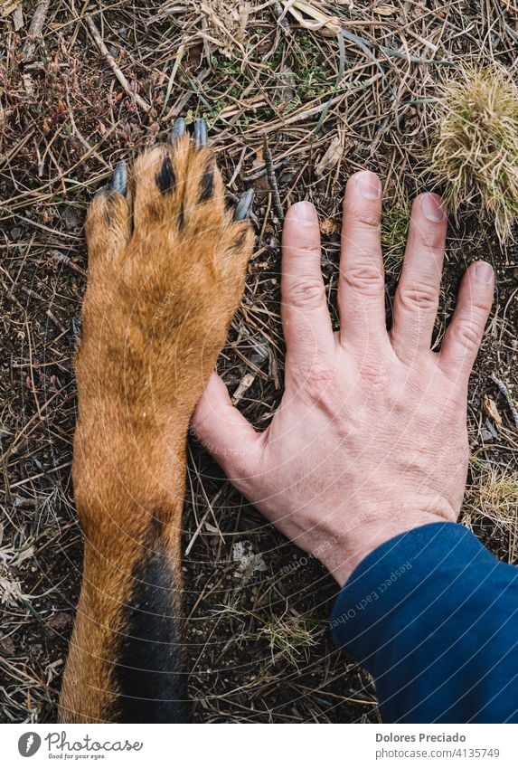 Pfote des Hundes und Hand des Menschen braun schön Außenaufnahme Wälder Wald sonnig Tatkraft wild Fröhlichkeit Glück Freundlichkeit stark Haustier Hündchen