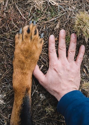 Pfote des Hundes und Hand des Menschen braun schön Außenaufnahme Wälder Wald sonnig Tatkraft wild Fröhlichkeit Glück Freundlichkeit stark Haustier Hündchen