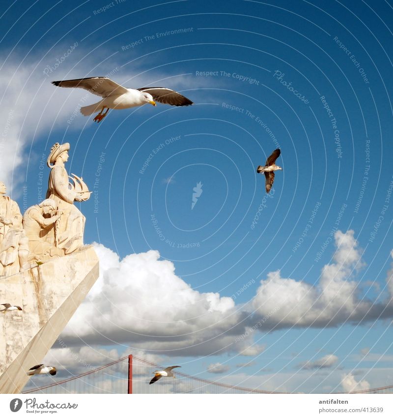 Die Aussicht genießen Himmel Wolken Sommer Schönes Wetter Lissabon Portugal Sehenswürdigkeit Denkmal Vasco da Gama Flügel Krallen Möwe 4 Tier fliegen natürlich