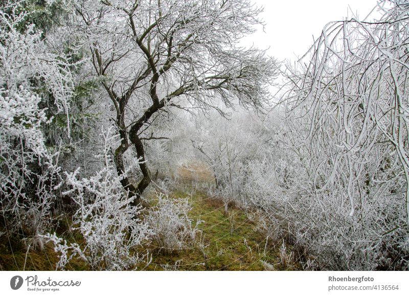 schmaler Weg durch einen märchenhaften Winterwald winter natur landschaft dezember januar kalt kälte niederschlag temperatur wetterumschwung weg wise rasen