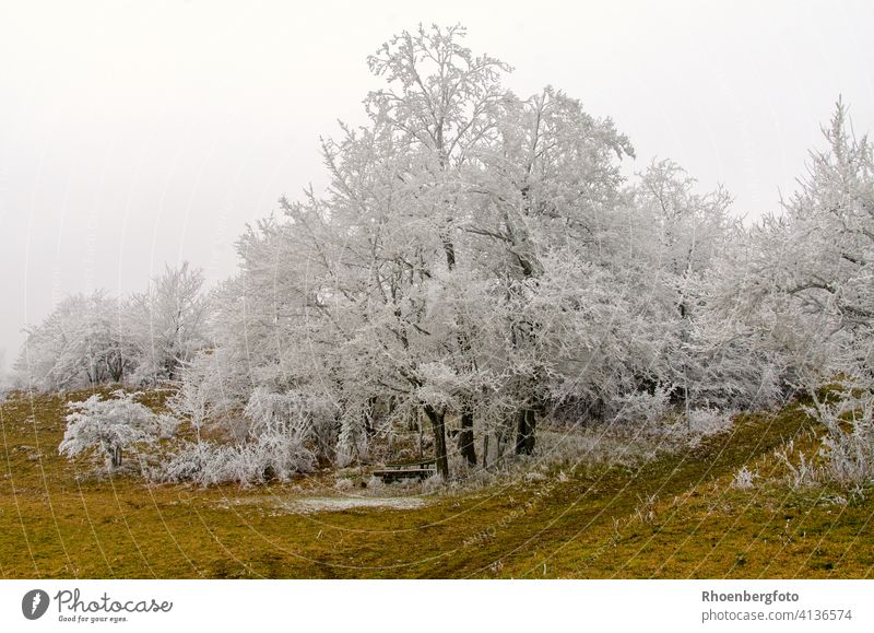 Weiß bereifte Bäume an einem sehr kalten Wintertag ohne Schneefall frost frostig schnee weiß kälte temperatursturz niederschlag grau nebel bank wandern rhön
