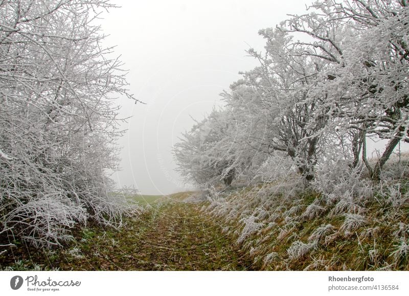 Der Weg führt raus aus dem weißen Wintermärchenwald... winter bäume baum gehölz pflanze landschaft grün natur umwelt klima bereift kalt kälte frost frostig