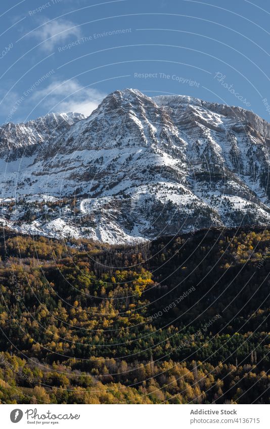 Schneebedeckter Berg und Herbstwald Berge u. Gebirge Wald farbenfroh sonnig Berghang Gipfel Landschaft Natur spektakulär Blauer Himmel Saison Umwelt malerisch