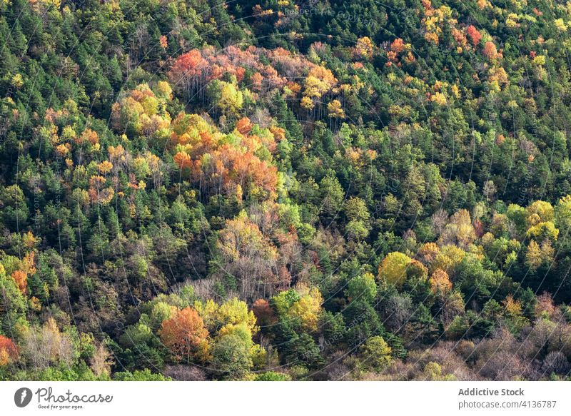 Herbstbäume im Wald Baum Hügel kalt Natur malerisch orange gelb grün Wetter Berghang Umwelt Saison Landschaft ruhig fallen friedlich Gelassenheit Windstille