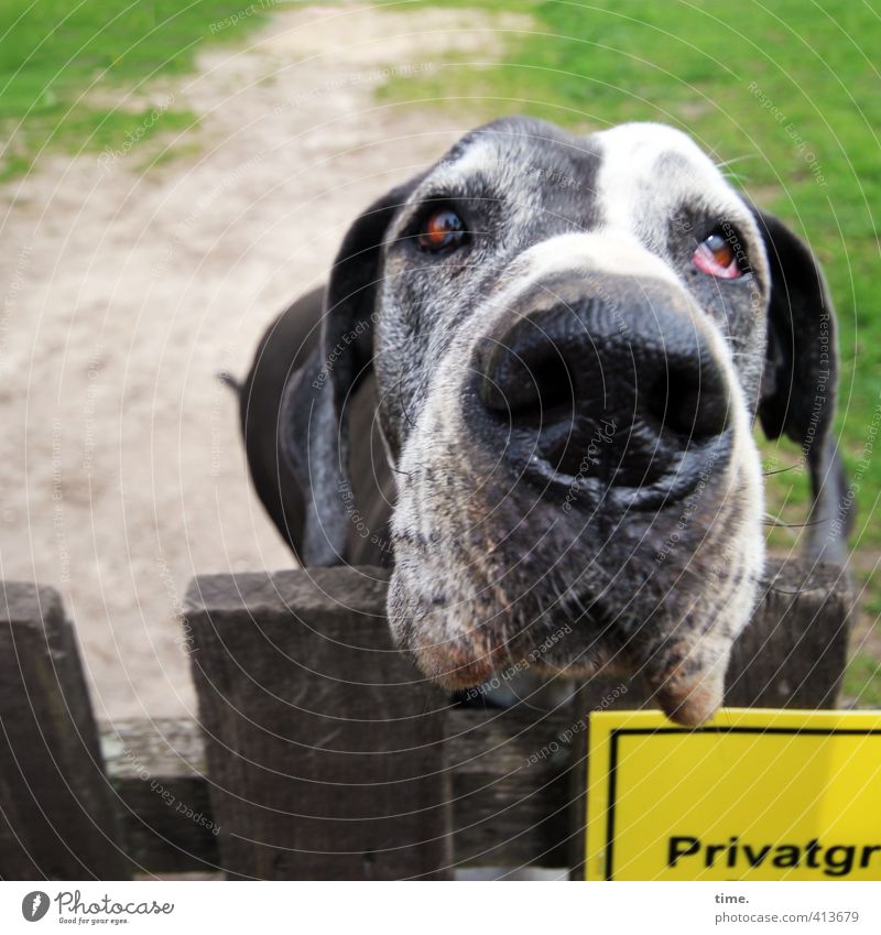 Heul doch | Wachhund a.D. Zaun Wiese Tier Haustier Hund 1 alt authentisch Krankheit loyal Ehrlichkeit Weisheit Trauer Sehnsucht Erschöpfung bizarr Einsamkeit