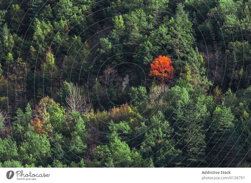 Herbstbaum im Wald Baum Hügel kalt Natur malerisch orange gelb grün Wetter Berghang Umwelt Saison Landschaft ruhig fallen friedlich Gelassenheit Windstille