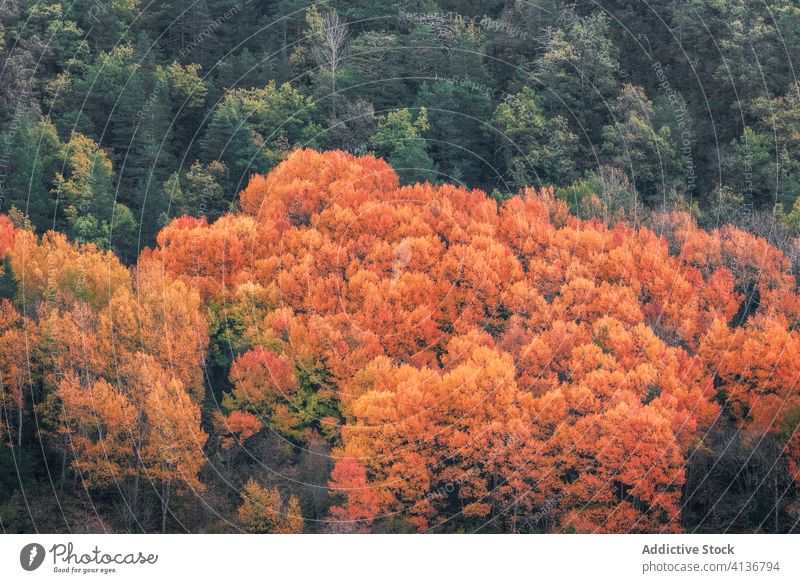 Herbstbäume im Wald Baum Hügel kalt Natur malerisch orange gelb grün Wetter Berghang Umwelt Saison Landschaft ruhig fallen friedlich Gelassenheit Windstille