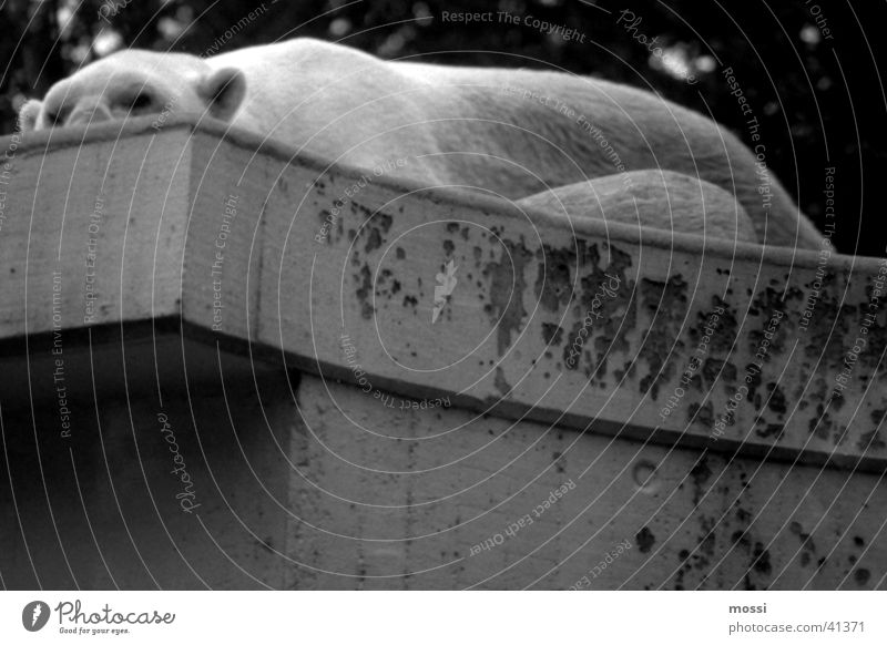 Eisbär im Zoo Langeweile Halbschlaf Trägheit horizontal Tier Erholung Gehege trist Einsamkeit ruhig Meditation Winter kalt warten Schwarzweißfoto Müdigkeit