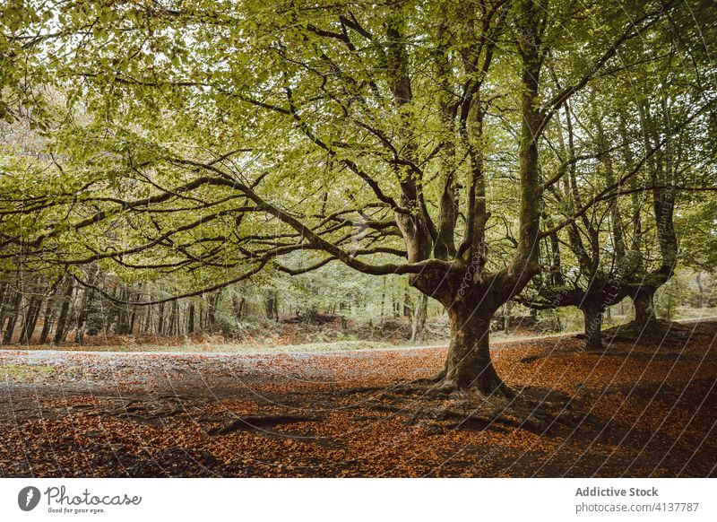 Großer Baum mit großen Ästen im Herbstpark Kofferraum Ast Laubwerk Waldgebiet Harmonie idyllisch Natur Landschaft unberührt malerisch Windstille stumm