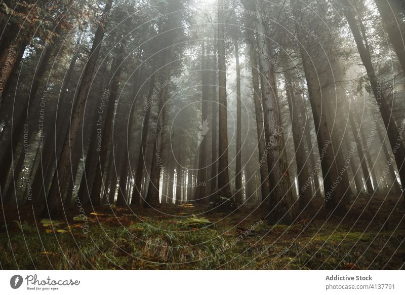 Nebliger Wald mit Bäumen und Pflanzen Nebel Baum Morgen Wälder Natur Landschaft ruhig Mysterium biscay Baskenland Spanien Wurmfarn Windstille Waldgebiet grün