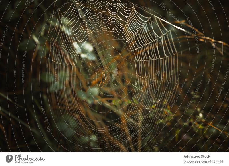 Spinne inmitten eines Spinnennetzes im Wald an einem bedeckten Tag Baum Muster Natur wolkig Wälder Pflanze Ast biscay Spanien Umwelt Flora Kofferraum Zweig