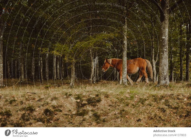 Pferd grasend auf der Weide im Wald weiden Baum Grasland Feld Tier Reinrassig Hengst pferdeähnlich Landschaft züchten Kastanie Stute Ranch Naturpark Urkiola