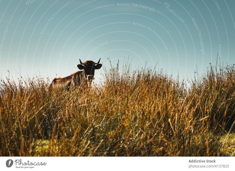 Kuh auf der Weide, umgeben von Bergen unter bewölktem Himmel weiden Berge u. Gebirge Gras Wald idyllisch Säugetier Rind Landschaft ländlich Grasland Feld Tier
